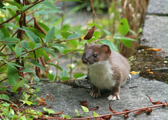Stoat <i>Mustela erminea</i>